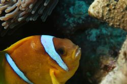 Anemonefish,Red Sea. by Richard Goluch 